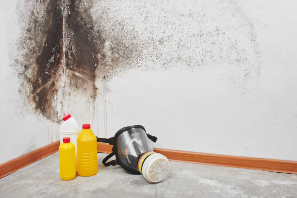 Best Mold Removal Process  in Mulberry, NC