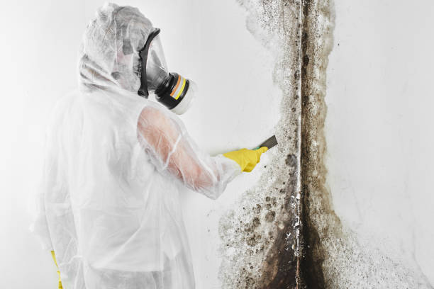 Mold Removal Process in Mulberry, NC