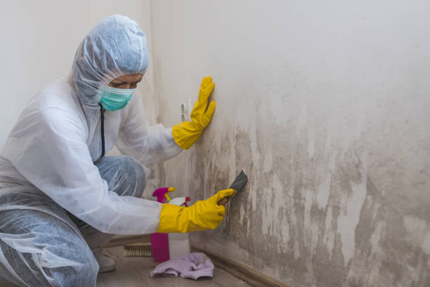Best Mold Damage Repair  in Mulberry, NC
