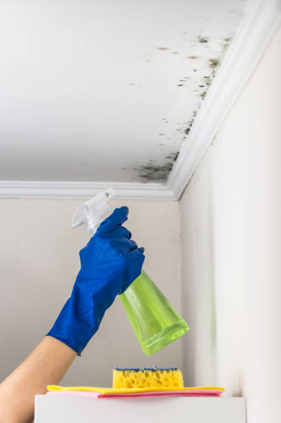 Best Home Mold Removal  in Mulberry, NC