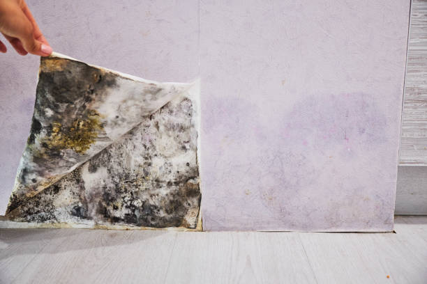 Best Local Mold Removal Service  in Mulberry, NC